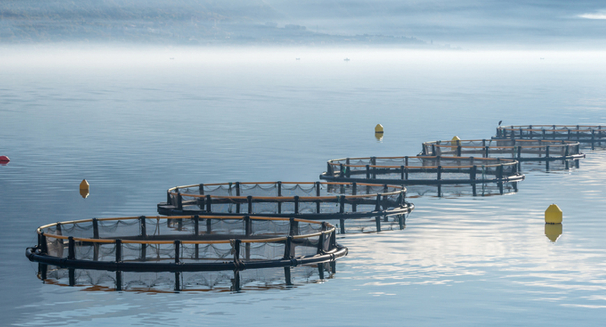 La molluschicoltura italiana: una produzione alimentare di qualità e completamente “decarbonizzata”